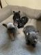 French Bulldog Puppies for sale in Northern California, CA, USA. price: $6,000