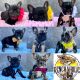 French Bulldog Puppies for sale in Williamsport, PA, USA. price: $3,500