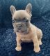 French Bulldog Puppies for sale in Lancaster, CA 93534, USA. price: $4,500
