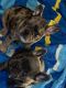 French Bulldog Puppies for sale in ST AUG BEACH, FL 32084, USA. price: NA