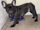 French Bulldog Puppies for sale in UPPR CHICHSTR, PA 19061, USA. price: $2,700