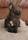 French Bulldog Puppies for sale in Salt Lake City, UT, USA. price: NA