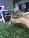 French Bulldog Puppies for sale in Davie, FL, USA. price: NA