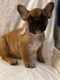 French Bulldog Puppies for sale in Irvine, CA, USA. price: $1,900