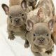 French Bulldog Puppies