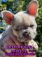 French Bulldog Puppies for sale in Vallejo, CA, USA. price: $7,500
