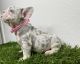 French Bulldog Puppies for sale in Corona, CA, USA. price: NA
