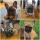 French Bulldog Puppies for sale in Frederick, MD, USA. price: NA