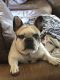 French Bulldog Puppies for sale in Pismo Beach, CA, USA. price: NA