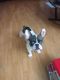 French Bulldog Puppies for sale in Vista, CA 92081, USA. price: $2,000