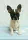 French Bulldog Puppies for sale in Tampa Palms, Tampa, FL, USA. price: $2,900