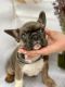 French Bulldog Puppies for sale in Tampa Palms, Tampa, FL, USA. price: $3,500