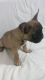 French Bulldog Puppies for sale in Tampa Palms, Tampa, FL, USA. price: $2,800