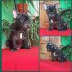 French Bulldog Puppies for sale in Tampa Palms, Tampa, FL, USA. price: $2,800