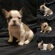 French Bulldog Puppies for sale in Moore, OK, USA. price: $2,500