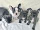 French Bulldog Puppies for sale in Oakville, ON, Canada. price: $1,500