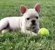 French Bulldog Puppies for sale in Jurupa Valley, CA, USA. price: $3,500