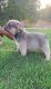 French Bulldog Puppies for sale in Santa Barbara, CA, USA. price: $4,500
