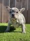 French Bulldog Puppies for sale in S California St, Orange, CA 92866, USA. price: NA