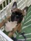 French Bulldog Puppies for sale in Wayne, NJ 07470, USA. price: $4,000