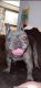 French Bulldog Puppies for sale in Ecorse, MI, USA. price: NA
