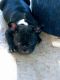 French Bulldog Puppies for sale in Clearlake Oaks, CA 95423, USA. price: NA