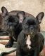 French Bulldog Puppies for sale in Kansas City, MO, USA. price: $950