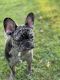 French Bulldog Puppies for sale in Sleepy Hollow, NY 10591, USA. price: NA