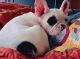 French Bulldog Puppies for sale in Lacey, WA, USA. price: NA