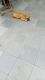 French Bulldog Puppies for sale in Sector 46, Gurugram, Haryana 122022, India. price: NA