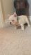 French Bulldog Puppies for sale in Toronto, ON M5J, Canada. price: NA