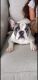 French Bulldog Puppies for sale in Boynton Beach, FL 33436, USA. price: NA