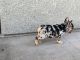 French Bulldog Puppies for sale in Lake Havasu City, AZ, USA. price: NA