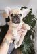 French Bulldog Puppies for sale in Menifee, CA, USA. price: $2,700