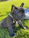 French Bulldog Puppies for sale in Manteca, CA, USA. price: NA