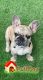 French Bulldog Puppies for sale in Irving, TX, USA. price: $2,800