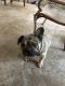 French Bulldog Puppies for sale in Arlington, TX, USA. price: $1,200