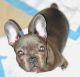 French Bulldog Puppies for sale in Summerville, SC, USA. price: $2,900