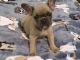 French Bulldog Puppies for sale in West Los Angeles, CA 90025, USA. price: NA