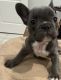 French Bulldog Puppies for sale in Visalia, CA 93292, USA. price: $3,500
