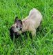 French Bulldog Puppies for sale in Tampa Palms, Tampa, FL, USA. price: NA