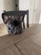 French Bulldog Puppies for sale in Breinigsville, PA 18031, USA. price: $1,500