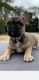 French Bulldog Puppies for sale in Canton, TX 75103, USA. price: $1,500