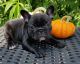French Bulldog Puppies for sale in Mt Clemens, MI, USA. price: NA