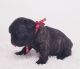 French Bulldog Puppies for sale in Dayton, OH, USA. price: NA