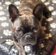 French Bulldog Puppies for sale in Hollywood, FL, USA. price: $3,200