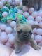 French Bulldog Puppies for sale in Hunt Valley, Cockeysville, MD, USA. price: $6,995