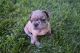 French Bulldog Puppies for sale in Lancaster, CA, USA. price: $3,500