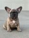 French Bulldog Puppies for sale in Frisco, TX, USA. price: NA