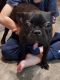 French Bulldog Puppies for sale in Lee's Summit, MO 64063, USA. price: NA